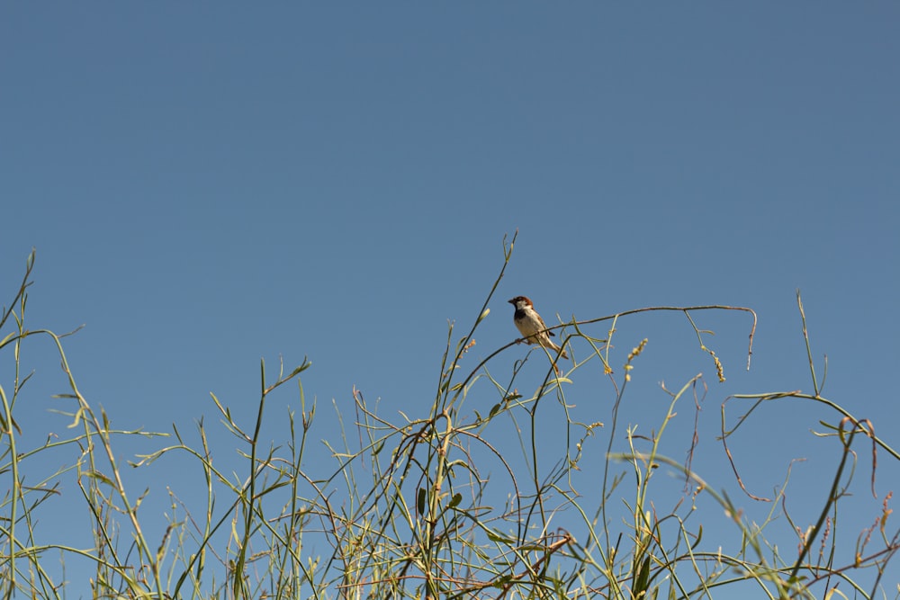 bird on grass