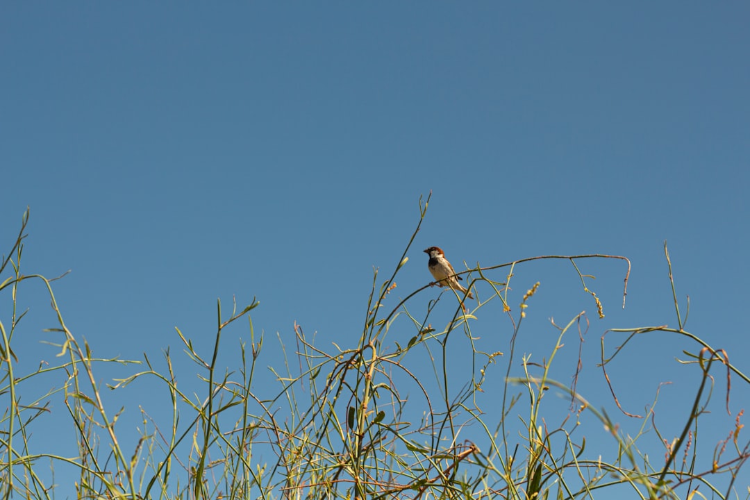 Wildlife photo spot Milang SA Adelaide