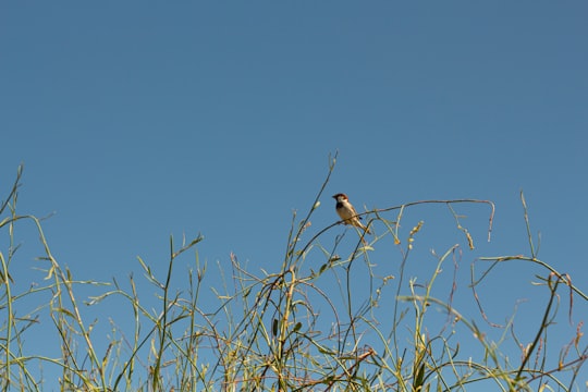 bird on grass in Milang SA Australia