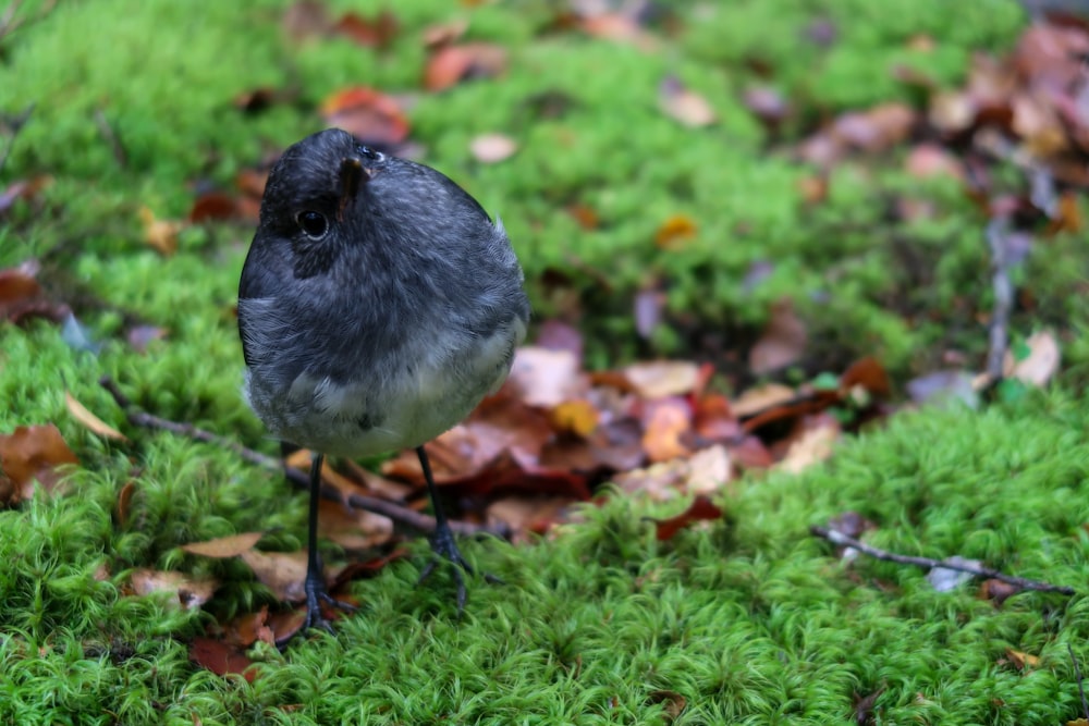 focus photography of a gray bird on green grass