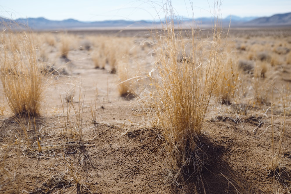 close up photography of brown grass screenshot