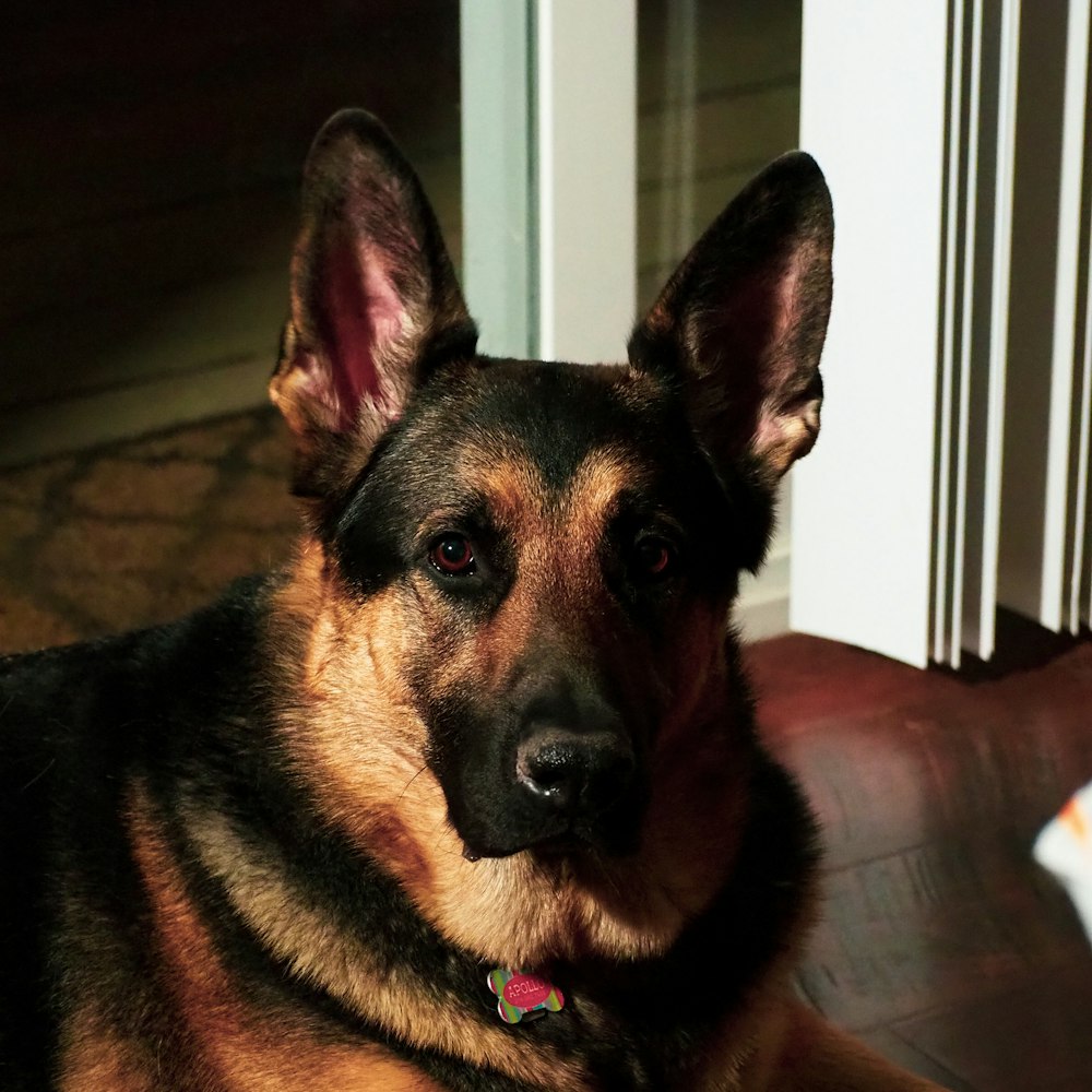 adult tan and black German shepherd