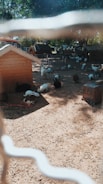 A fenced area with several small animal shelters and a variety of animals, including chickens and rabbits, scattered around. Sunlight filters through trees, creating dappled shadows on the ground.