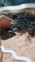 A fenced area with several small animal shelters and a variety of animals, including chickens and rabbits, scattered around. Sunlight filters through trees, creating dappled shadows on the ground.