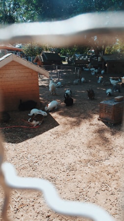 A fenced area with several small animal shelters and a variety of animals, including chickens and rabbits, scattered around. Sunlight filters through trees, creating dappled shadows on the ground.