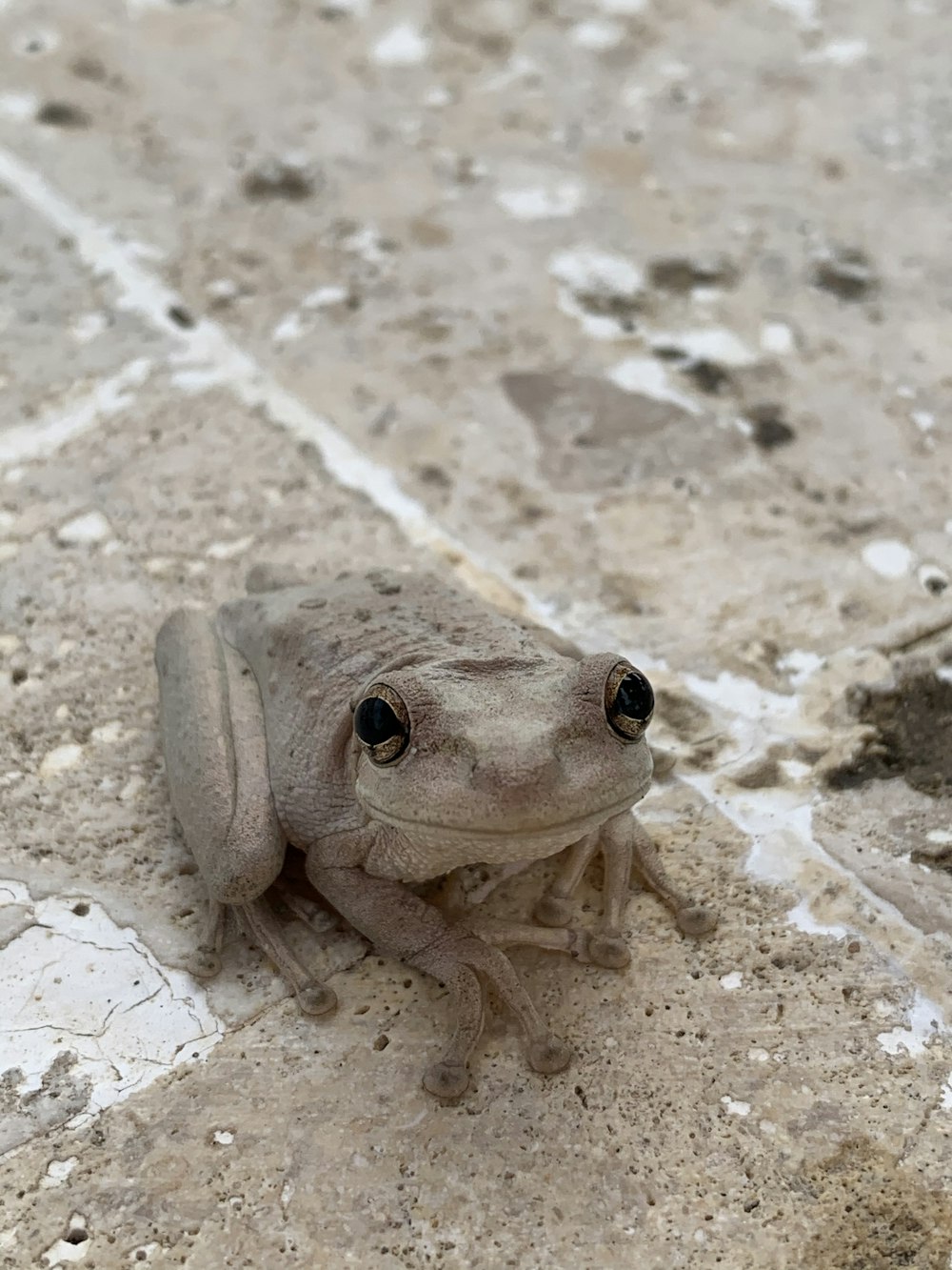 brown frog on the field