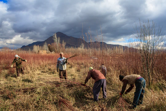 Group of people harvesting herbs in a sunlit meadow, smiling and working together.