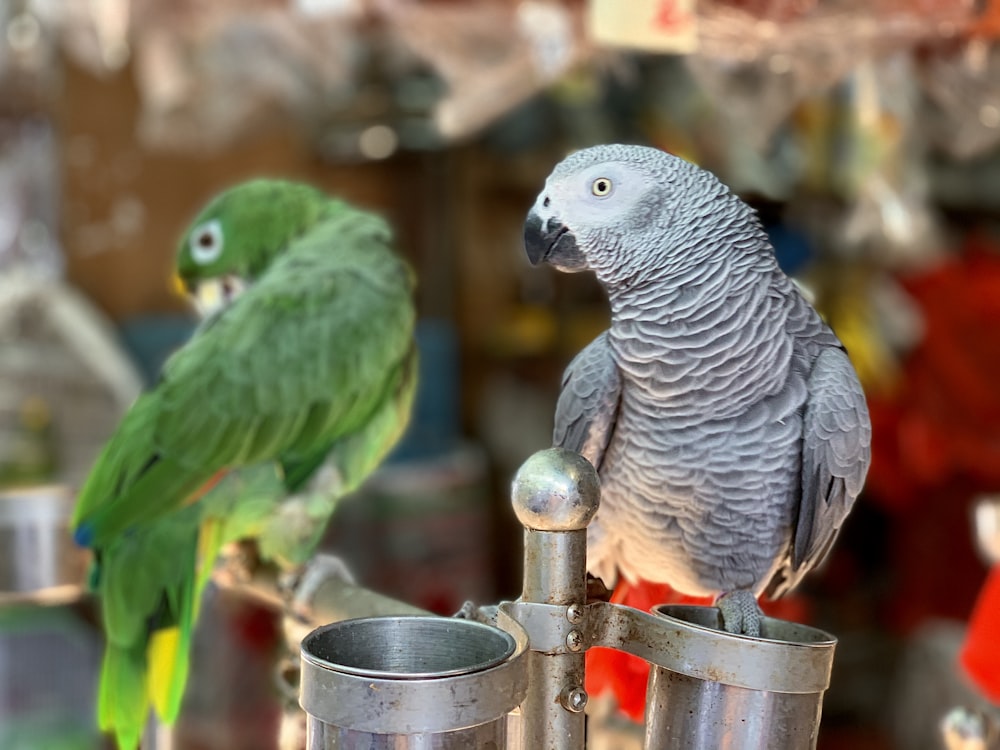 two green and gray parrots