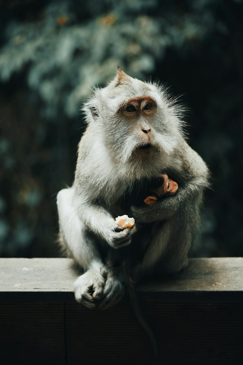 monkey on fence