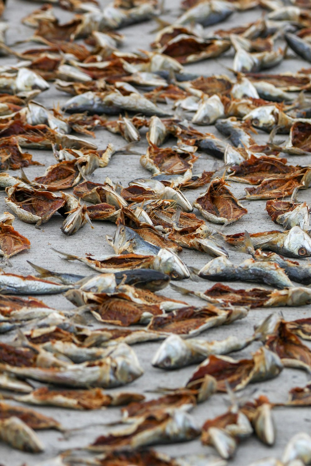 dried fish on gray pavement