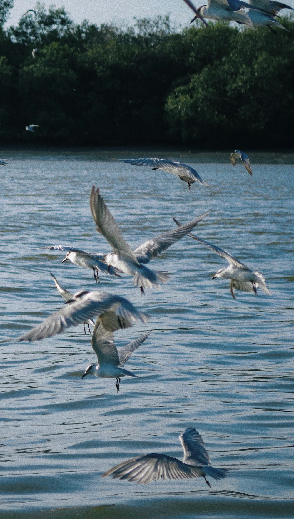 flock of birds photograph