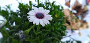 White Daisy Charm