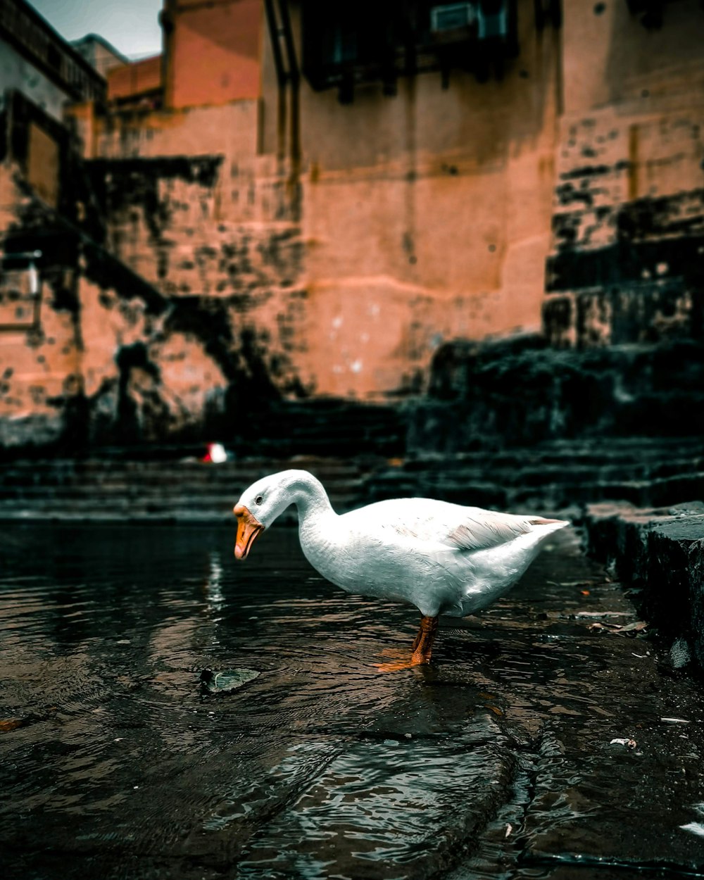 white goose on body of water