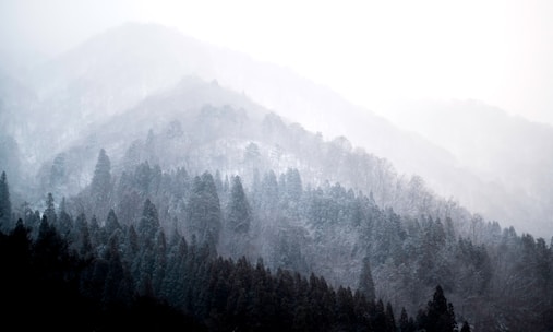 aerial photography of forest in foggy day