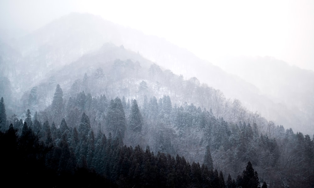 aerial photography of forest in foggy day