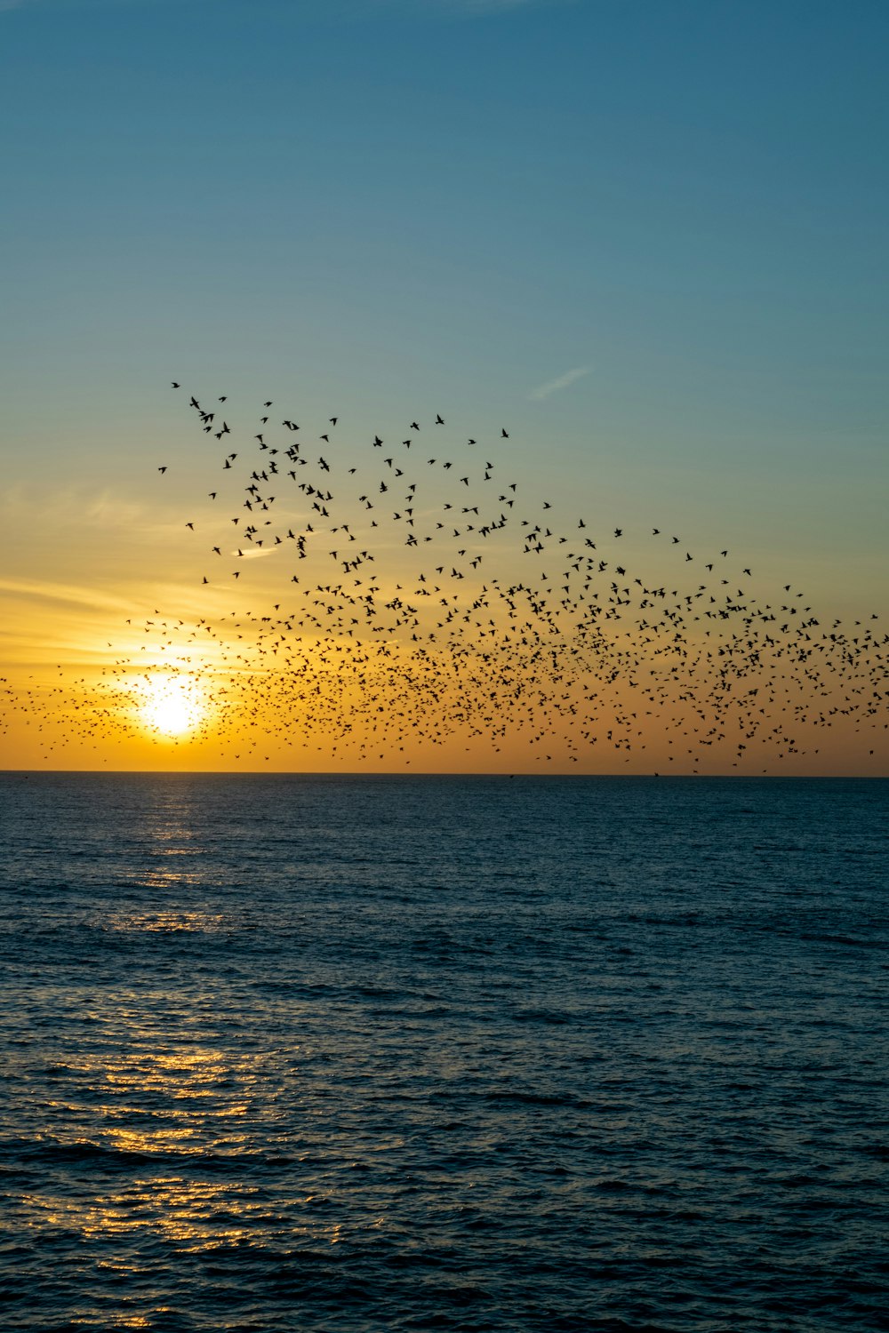 flock of soaring birds on body of water