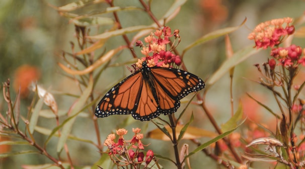 brown and black monarch butterfly