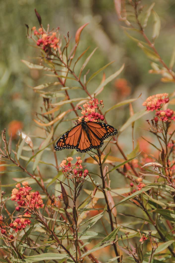 Monarch butterfly resting on native wildflowers