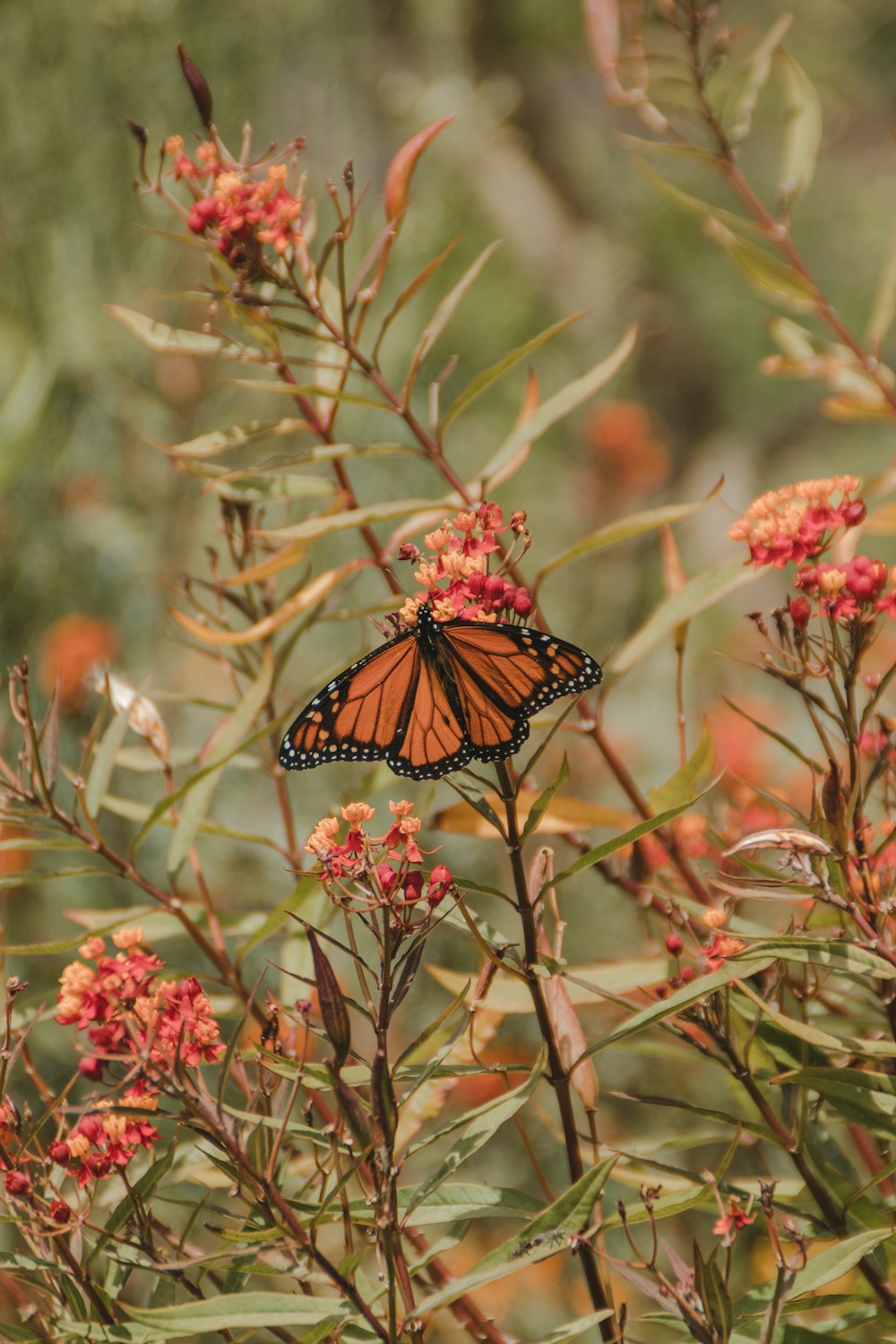 Mariposa monarca marrón y negra