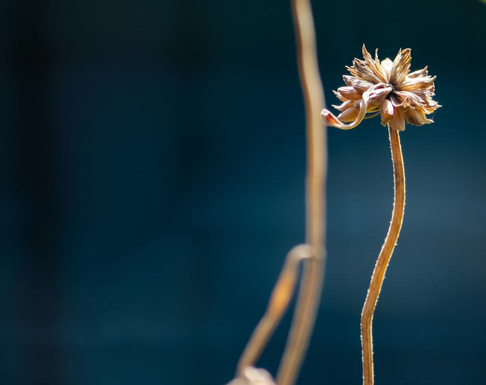 selective focus photography of brown flower
