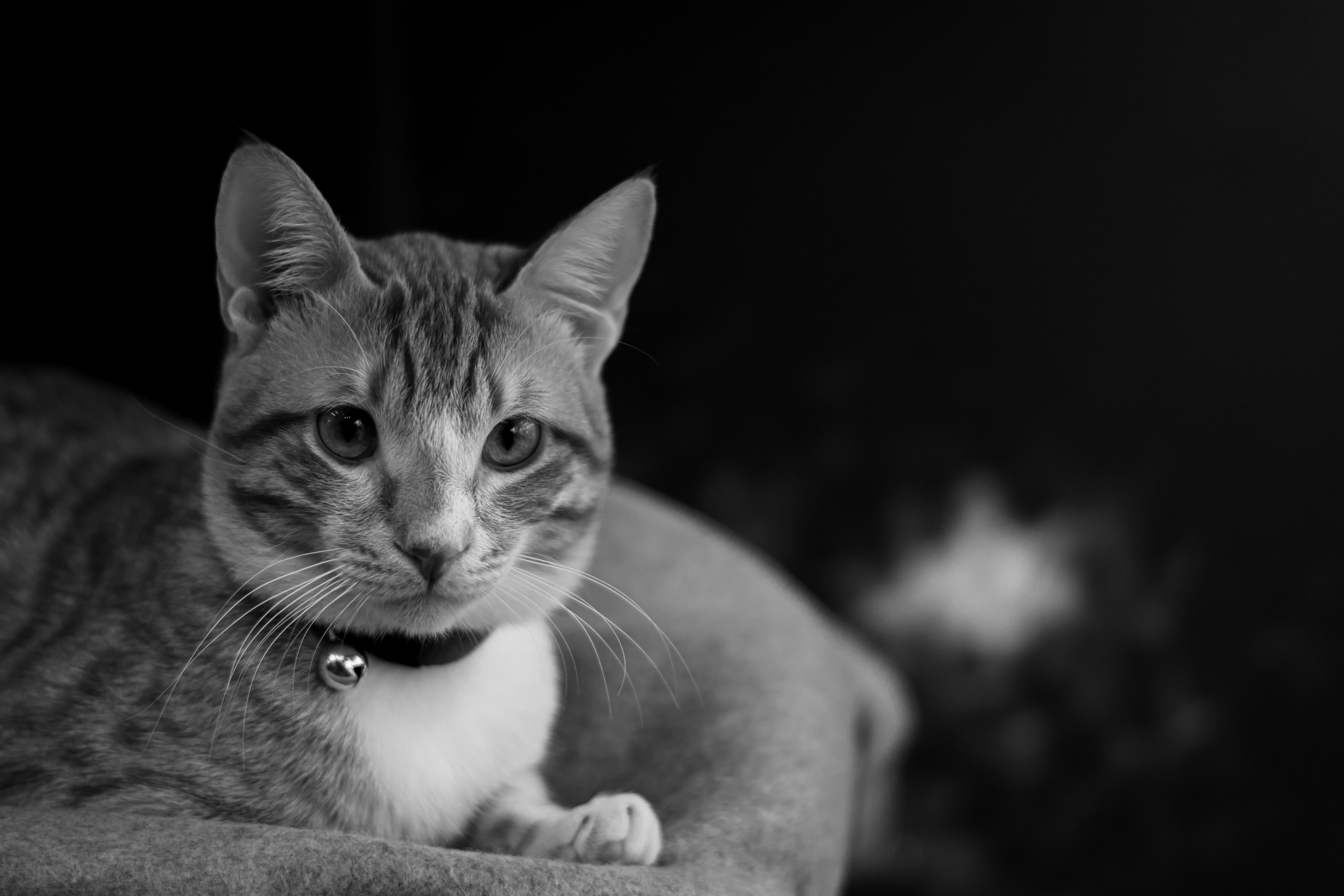 grayscale photography of sitting can