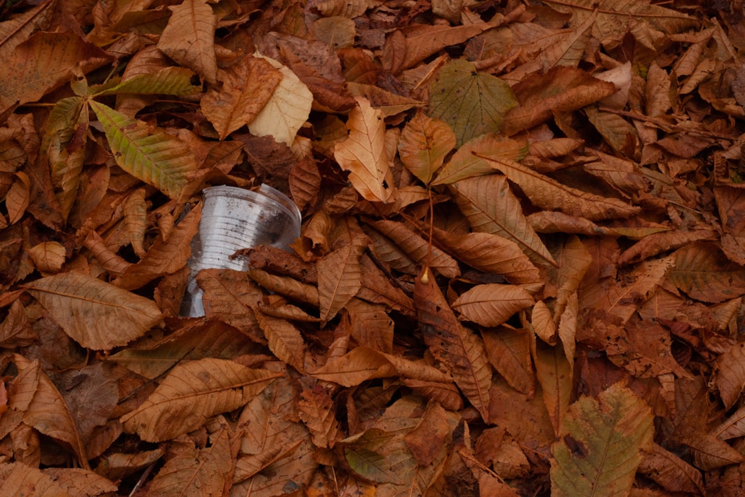 white can on brown dried leaves