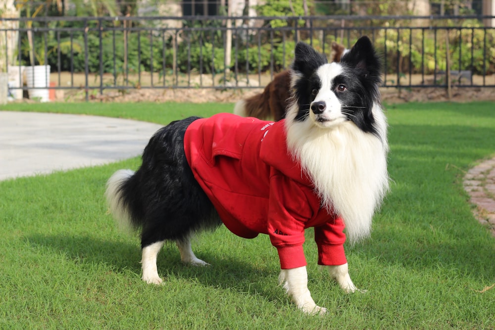 long-coated white and black dog wearing red costume on green field