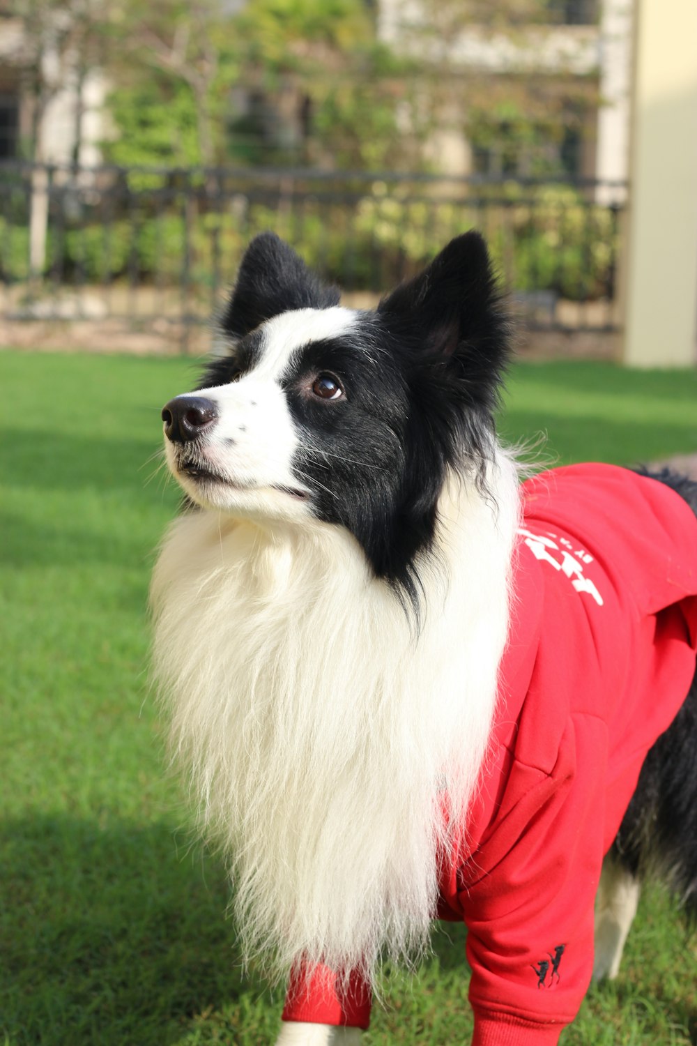 long-coated white and black dog wearing red costume