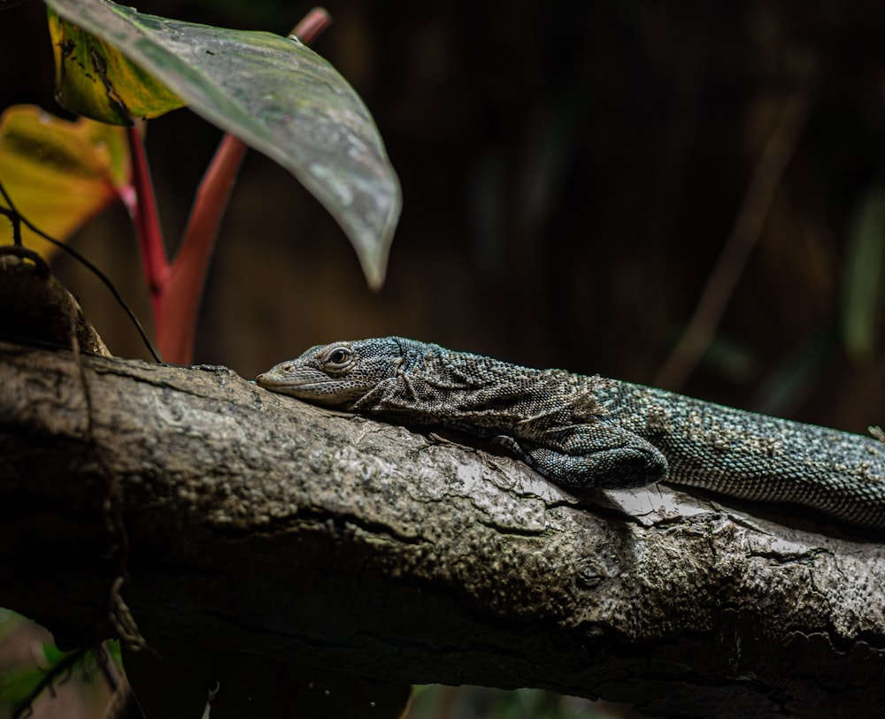 blue and gray lizard on branch