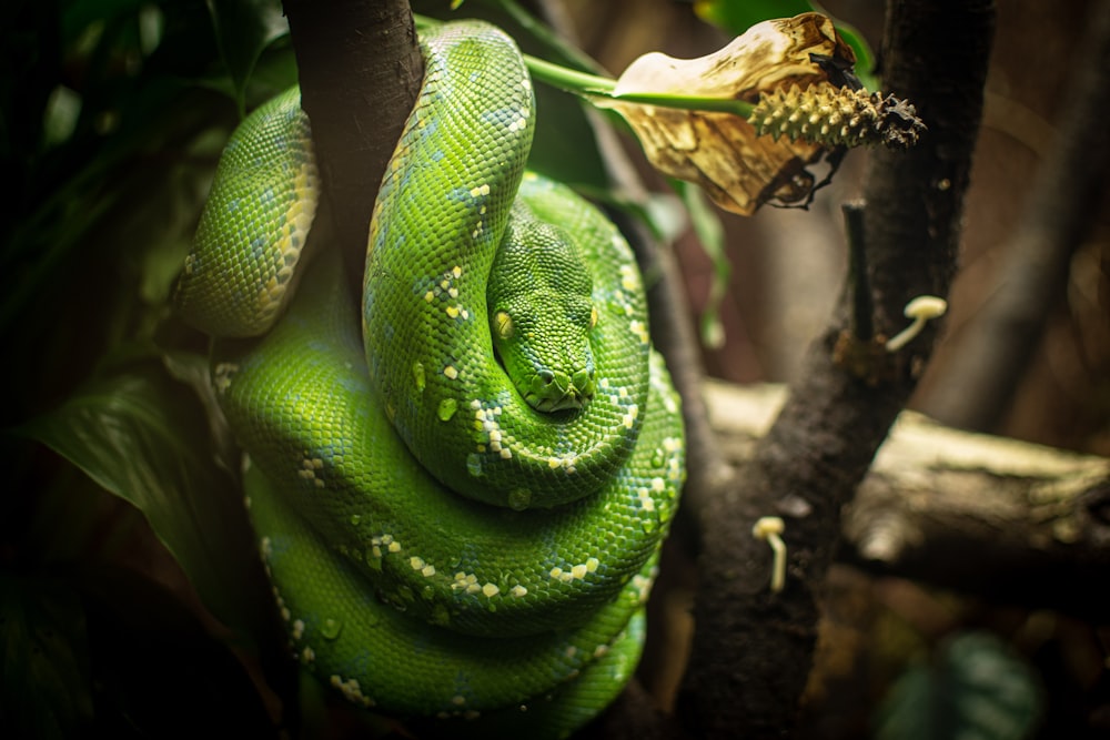 green snake on the tree