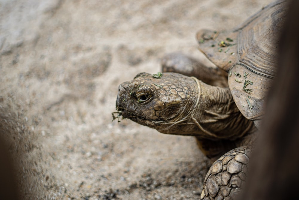 brown turtle on dirt ground