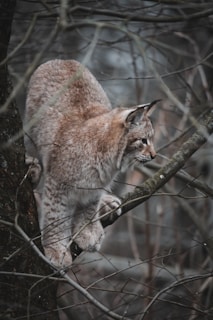 A lynx carefully navigates along the branches of a tree, displaying its agility and balance. The forest background is blurred, enhancing the focus on the animal. The lynx's fur blends with the muted colors of the surrounding woods, creating a harmonious natural setting.