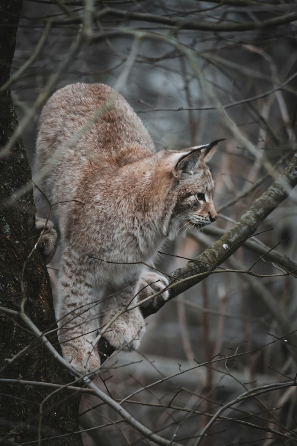 brown lynx on branch