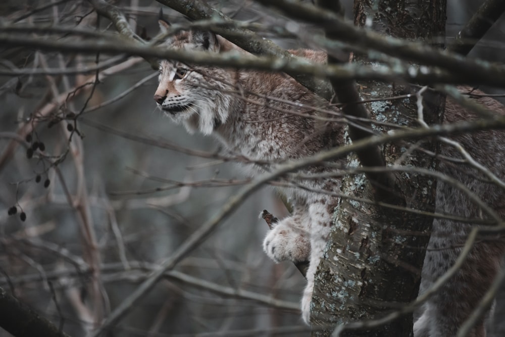brown lynx on branch during winter
