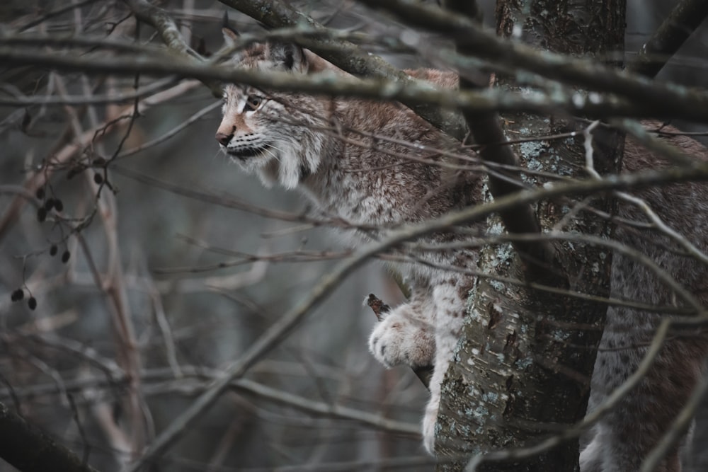 lince marrom no galho durante o inverno