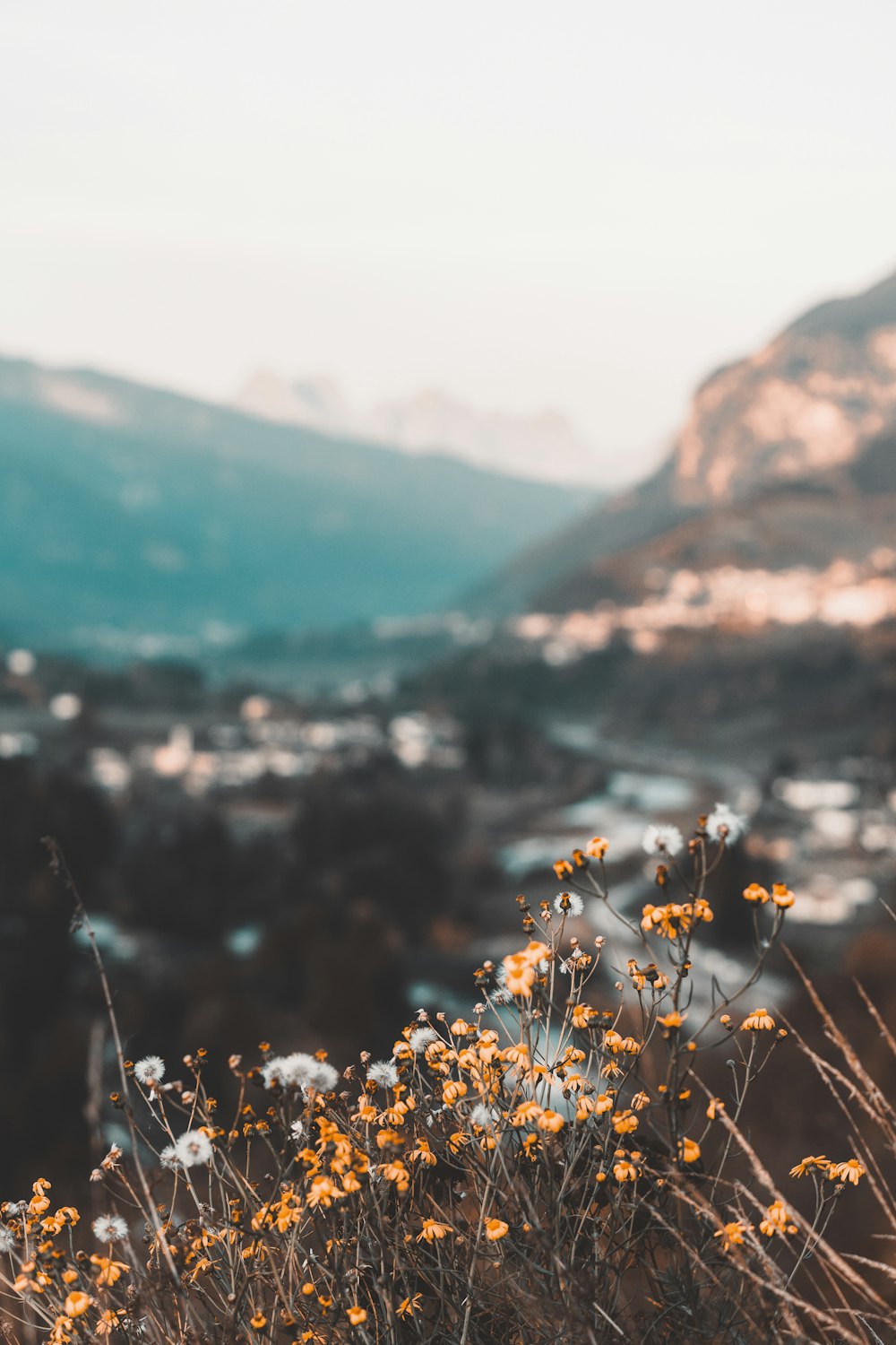 yellow and white flowers