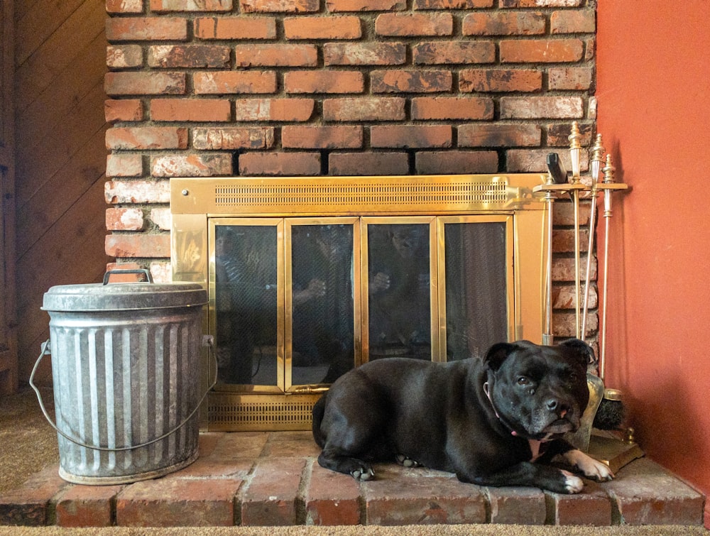 gray tin trash can beside lying dog and fireplace