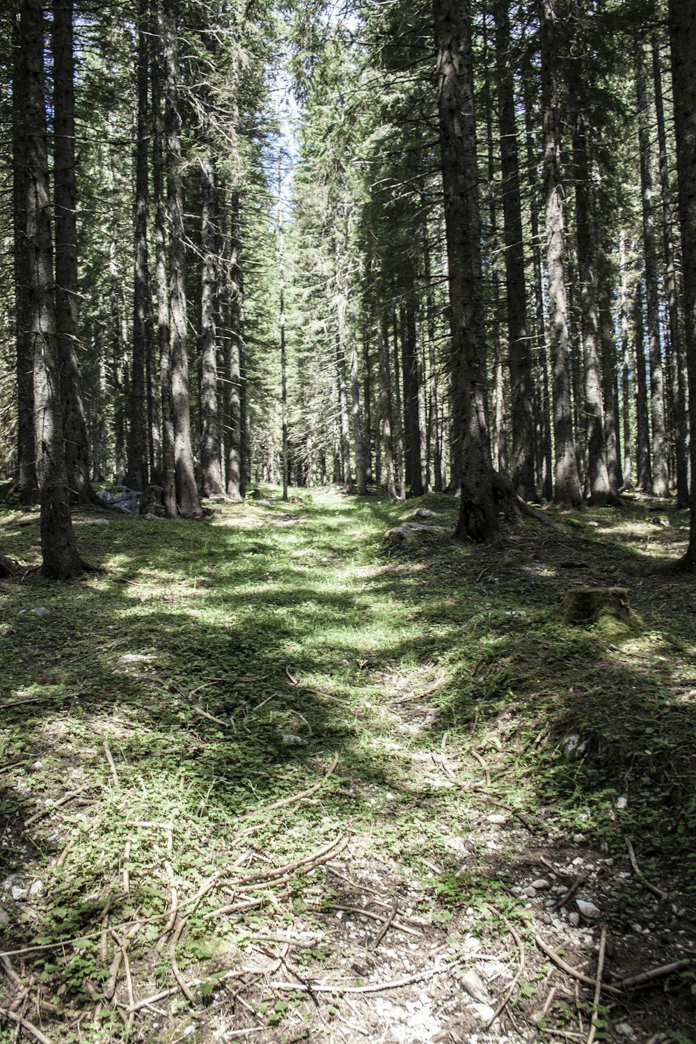 pathway surrounded by trees