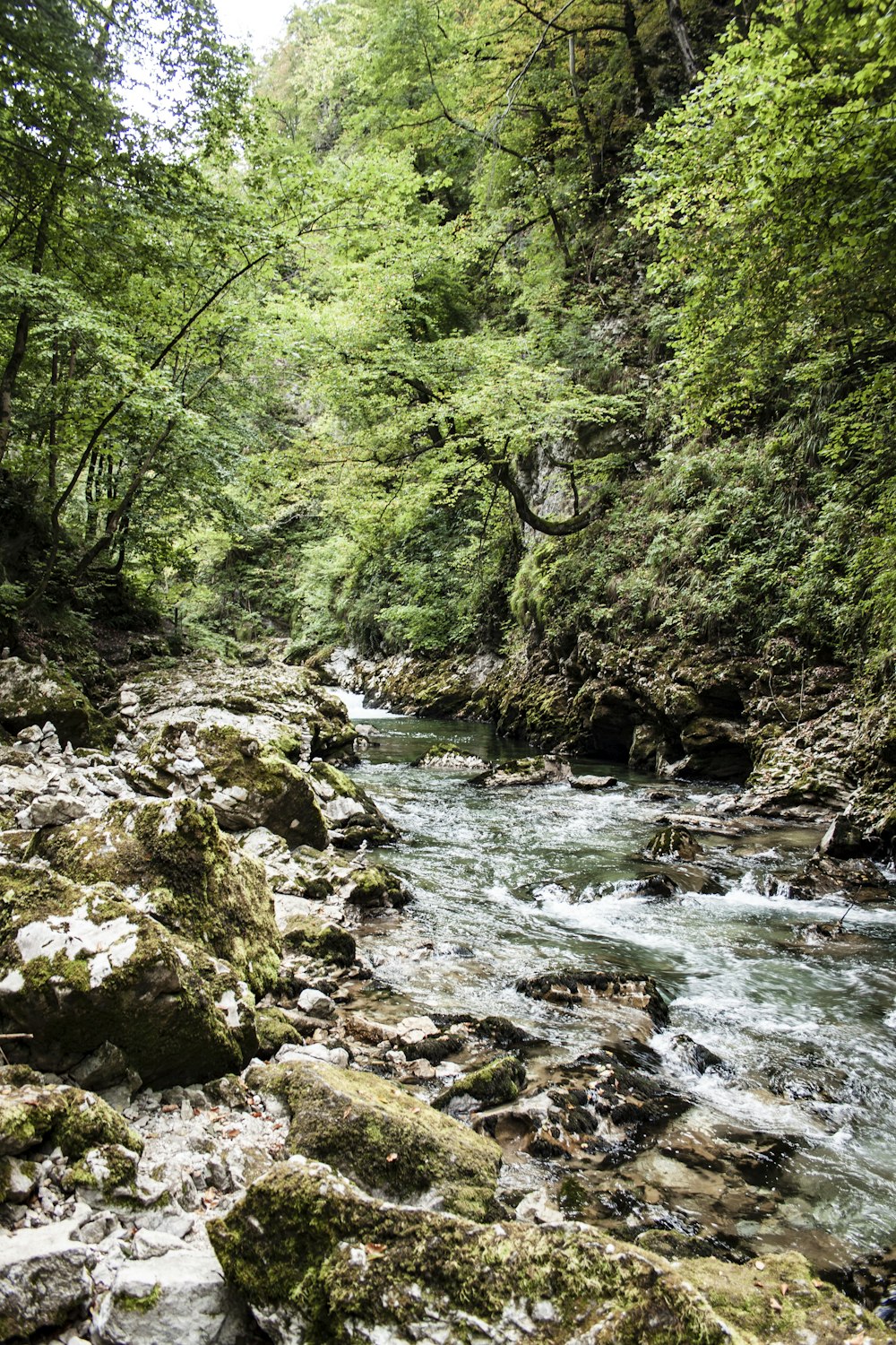 rocky river near trees during day