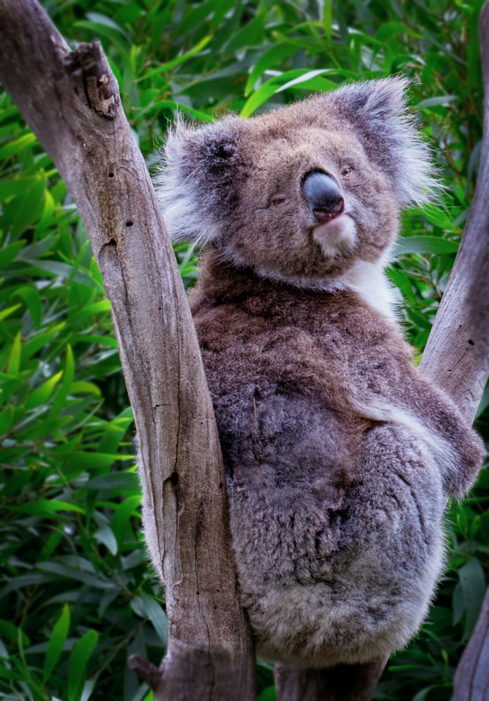 brown koala bear on branch
