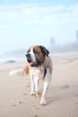 25 Best Dog Breeds for Highly Sensitive People (HSP)