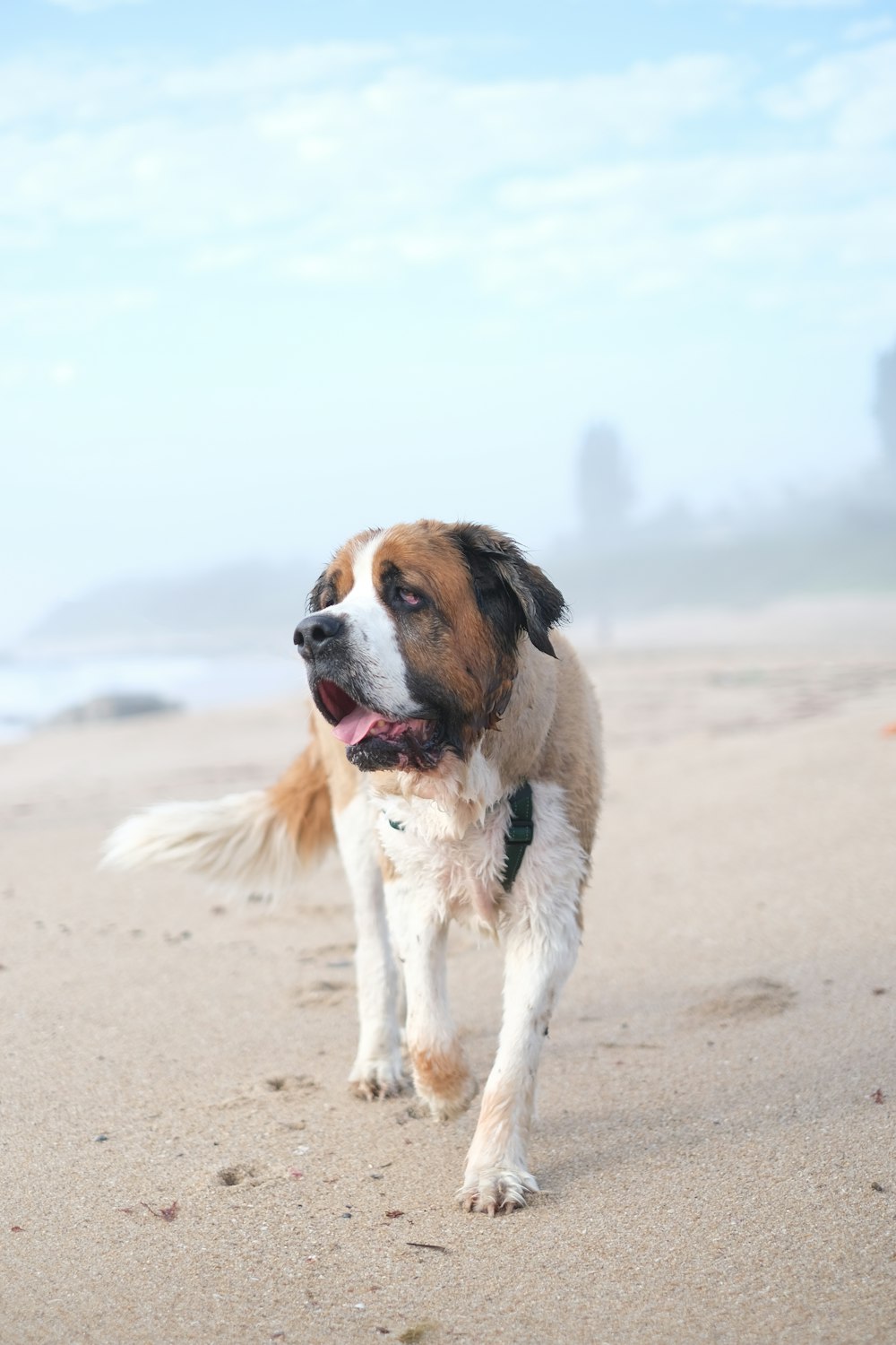adult white, black, and brown Saint Bernard walking at the beach during day