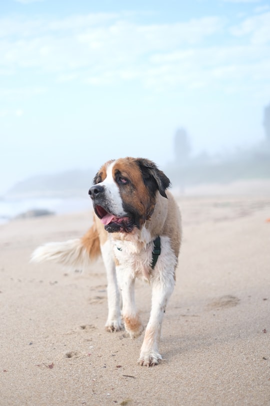 adult white, black, and brown Saint Bernard walking at the beach during day in Ramsgate South Africa