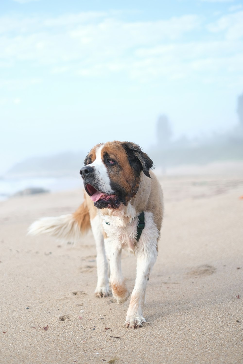 adulte blanc, noir et brun Saint-Bernard marchant à la plage pendant la journée