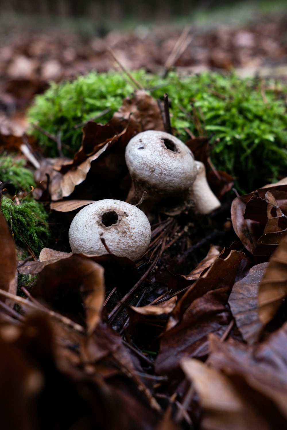 갈색 잎 옆에 흰 버섯