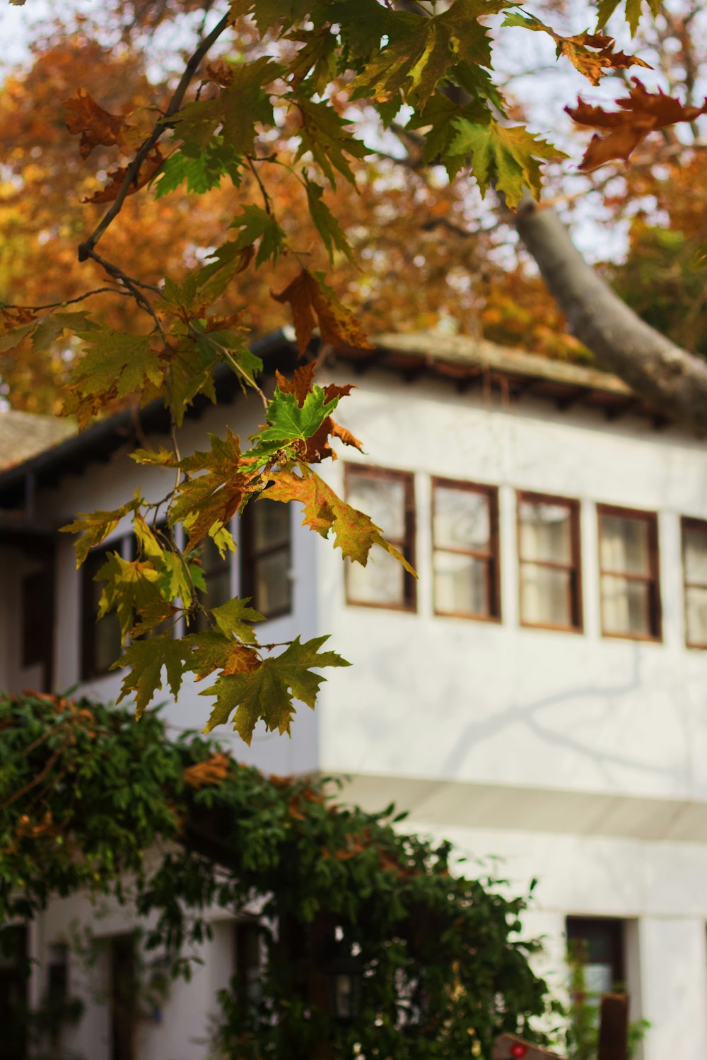 house near trees during day