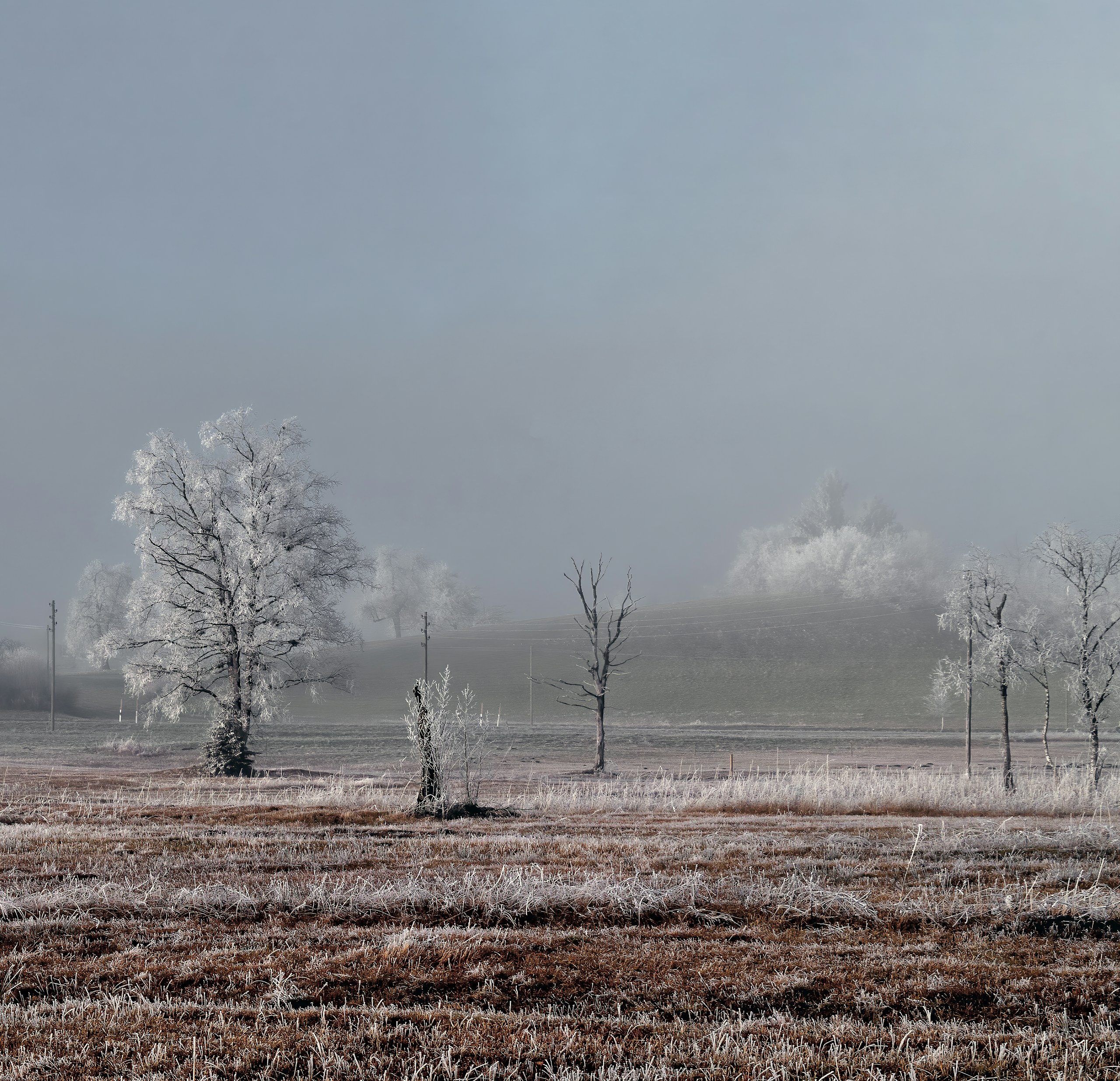 plant and tree field during day