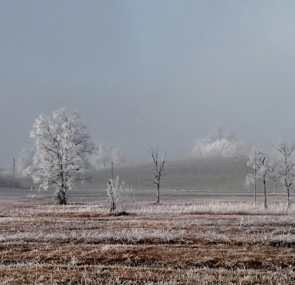 plant and tree field during day