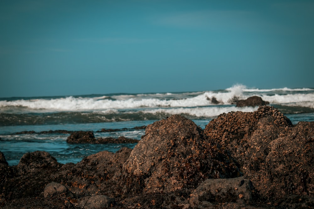 ocean and shore during day