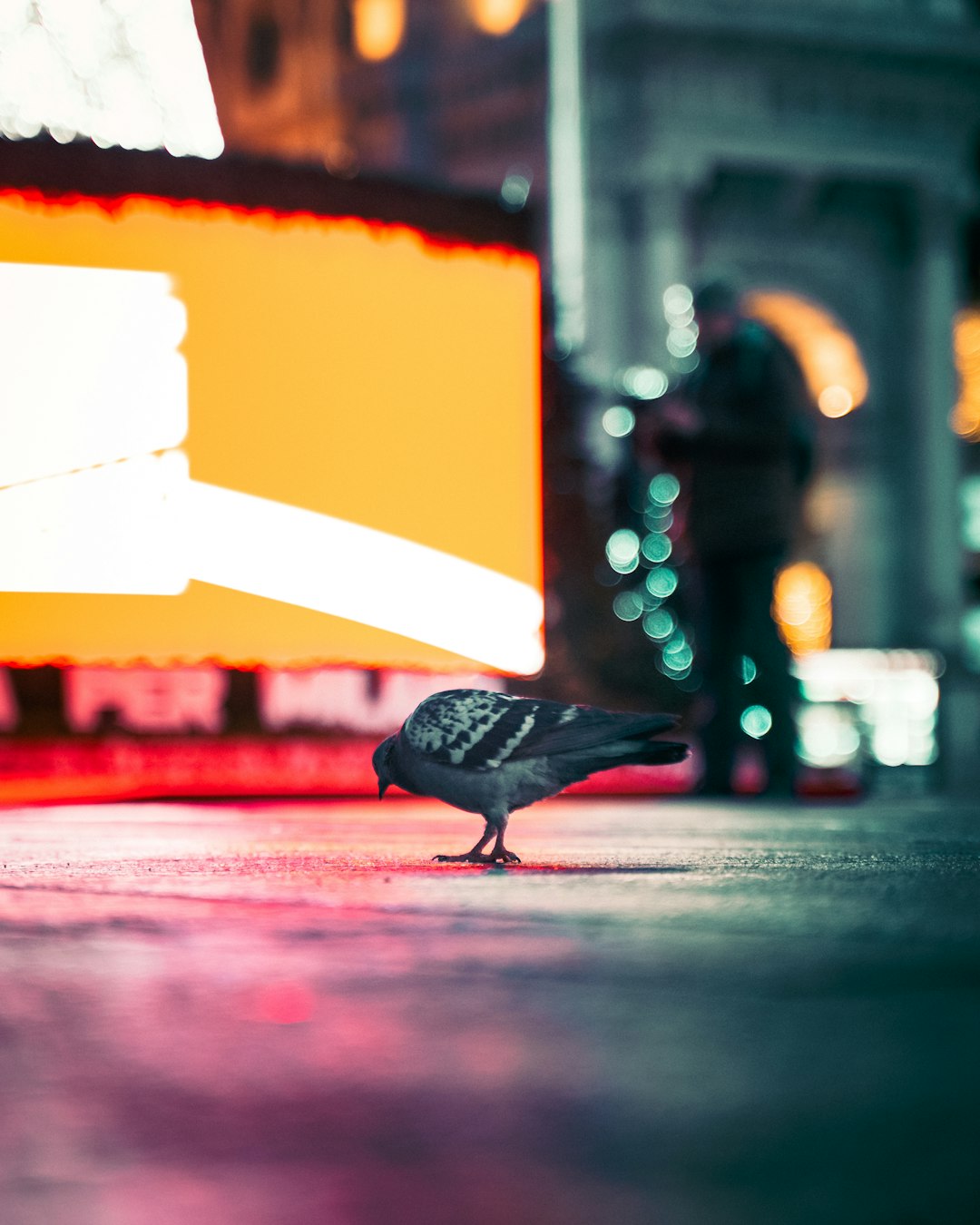 rock pigeon standing on sidewalk near building